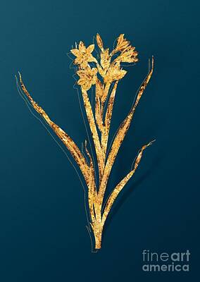 Lilies Mixed Media - Gold Sword Lily Botanical Illustration on Teal by Holy Rock Design