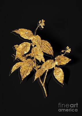 In Flight - Gold Tradescantia Erecta Botanical Illustration on Black by Holy Rock Design