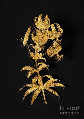Lilies Mixed Media - Gold Turban Lily Botanical Illustration on Black by Holy Rock Design