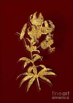 Lilies Mixed Media - Gold Turban Lily Botanical Illustration on Red by Holy Rock Design