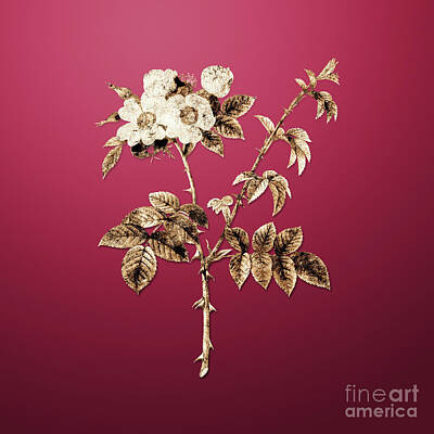 Water Droplets Sharon Johnstone - Gold White Flowered Rose on Viva Magenta n.01345 by Holy Rock Design