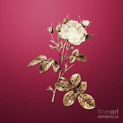 Royalty-Free and Rights-Managed Images - Gold White Provence Rose on Viva Magenta n.01415 by Holy Rock Design