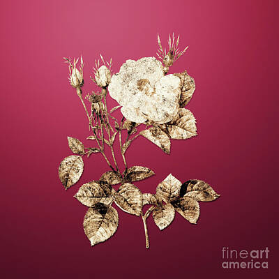 Roses Paintings - Gold White Rose of York on Viva Magenta n.01457 by Holy Rock Design