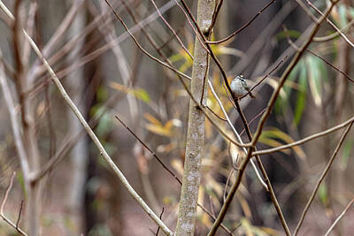 Mountain Landscape - Golden-crowned Kinglet 2 by Thomas Sellberg