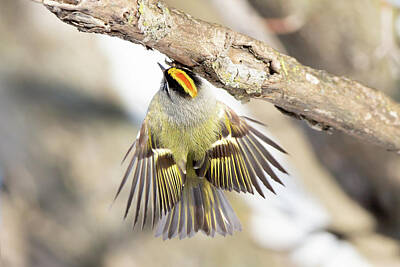 Clouds Royalty Free Images - Golden-Crowned Kinglet 2022 01 Royalty-Free Image by Judy Tomlinson
