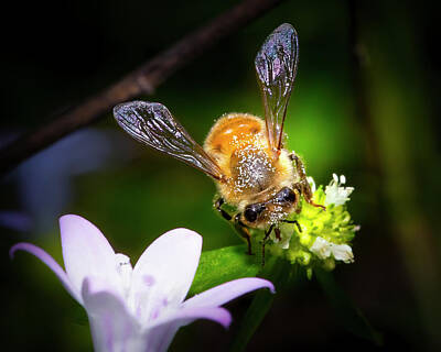 Mark Andrew Thomas Photos - Golden Dust - A Honey Bees Journey by Mark Andrew Thomas