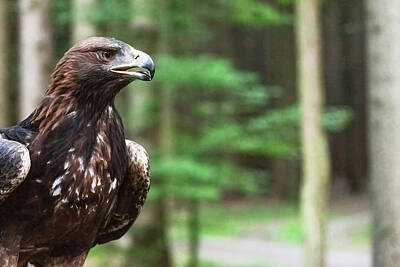Negative Space - Golden eagle closeup in the forest. by Jaroslav Frank