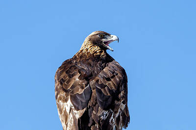 Grace Kelly - Golden Eagle Makes Some Noise by Tony Hake