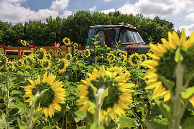 Sunflowers Photos - Golden Field by Kristopher Schoenleber