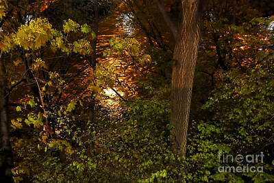 Monets Water Lilies - Golden night light on River Mur 1  by Paul Boizot