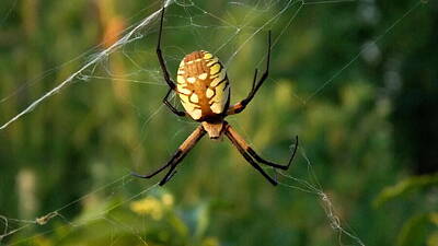 Impressionism Mixed Media - Argiope Orb Weaver-Spider Art by Shelli Fitzpatrick