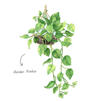 Blooming Daisies - Golden Pothos leaf by Artistic Rifki