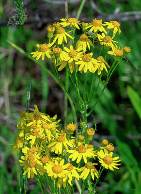 Word Signs Royalty Free Images - Golden Ragwort DFL1353 Royalty-Free Image by Gerry Gantt