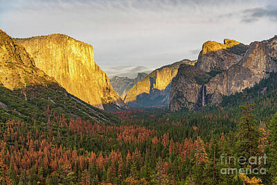 Moody Trees Rights Managed Images - Golden Sunset over Yosemite Valley Royalty-Free Image by Phillip Espinasse