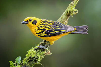 Birds Photos - Golden Tanager by Adam Rainoff