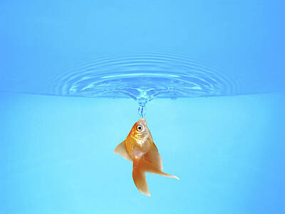 Easter Bunny - Goldfish and Frozen Water Drop by IDesign Global