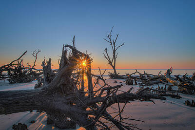 Cat Tees - Good Morning Hunting Island 2 by Steve Rich
