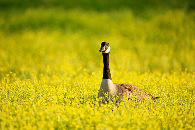 Laundry Room Signs - Goose in a Meadow by Rachel Morrison