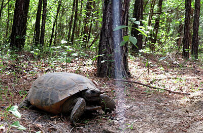 Reptiles Photo Royalty Free Images - Gopher Tortoise Forest Royalty-Free Image by Joshua Bales