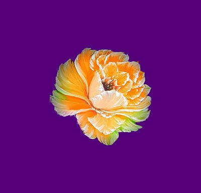 Spot Of Tea Rights Managed Images - Gorgeous orange rose on deep purple  Royalty-Free Image by Angela Whitehouse