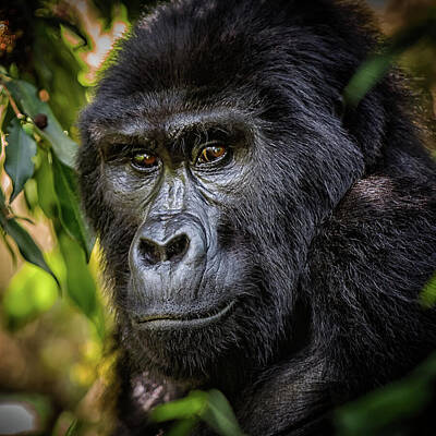Mammals Photos - Gorilla by Mango Art