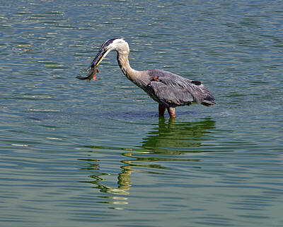 Animals Photos - Gotcha - Great Blue Heron catches a fish for breakfast by Peter Herman
