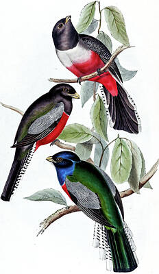 The Beach House - Gould John  A Monograph Of The Trogonidae Or Family Of Trogons 2 by Artistic Rifki