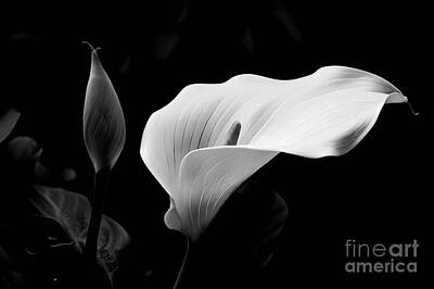 Lilies Digital Art - Graceful mystery of a monochrome calla lily by Sen Tinel