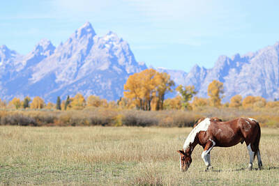 Target Threshold Photography - Grand Teton Horse In Autumn by Dan Sproul