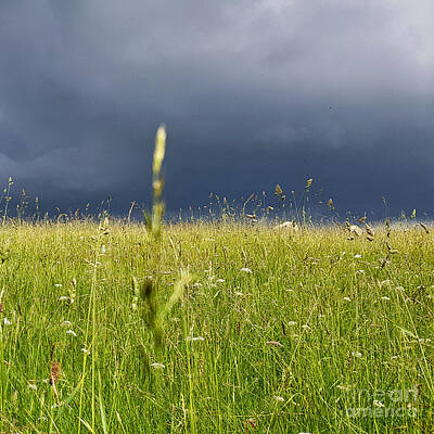 Golfing Royalty Free Images - Grass Against Impending Rainfall Royalty-Free Image by Kris Burton-Shea