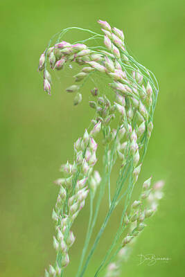 Dan Beauvais Royalty-Free and Rights-Managed Images - Grass Florets #5010 by Dan Beauvais