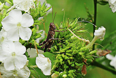 Best Sellers - Lori A Cash Royalty-Free and Rights-Managed Images - Grasshopper on Flower by Lori A Cash