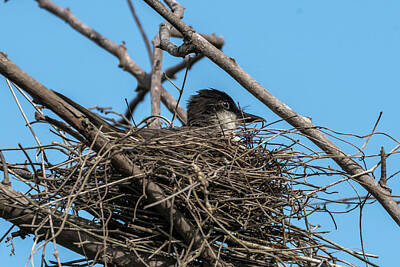 Ring Of Fire Rights Managed Images - Gray King bird sitting in a nest Royalty-Free Image by Ygber Gonzalez