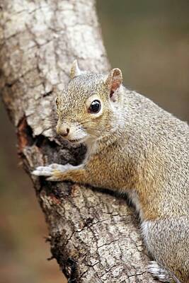 Lori A Cash Royalty-Free and Rights-Managed Images - Gray Squirrel Climbing Tree by Lori A Cash