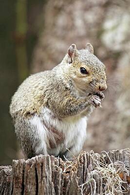Lori A Cash Royalty-Free and Rights-Managed Images - Gray Squirrel Eating by Lori A Cash