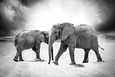 Brad - Grayscale Photo of 2 Elephants by Celestial Images
