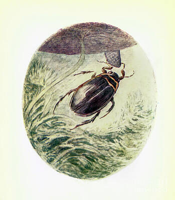 Lilies Paintings - GREAT big water-beetle ab11 by Historic Illustrations