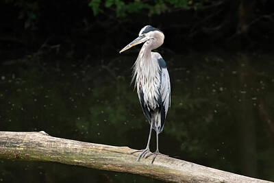 Anchor Down Royalty Free Images - Great Blue Heron 2021 08 Royalty-Free Image by Judy Tomlinson