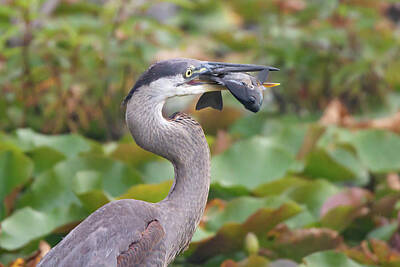 Bonneville Racing - Great Blue Heron 2021 10 by Judy Tomlinson