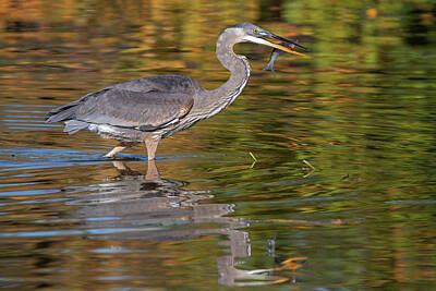 Cactus Royalty Free Images - Great Blue Heron 2022 27 Royalty-Free Image by Judy Tomlinson