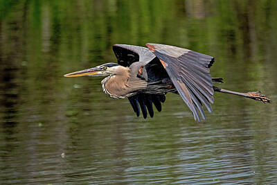 African American Abstracts - Great Blue Heron 2751 by Matthew Lerman