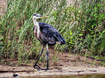 Vintage Performace Cars - Great Blue Heron by Tom Casey