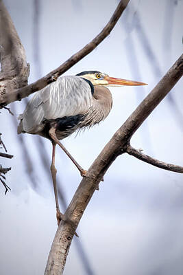 Ira Marcus Royalty-Free and Rights-Managed Images - Great Blue Heron Awaiting Mate by Ira Marcus