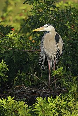 Lori A Cash Royalty-Free and Rights-Managed Images - Great Blue Heron Breeding Plumage by Lori A Cash