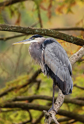 Lori A Cash Royalty-Free and Rights-Managed Images - Great Blue Heron in Fall Colors by Lori A Cash