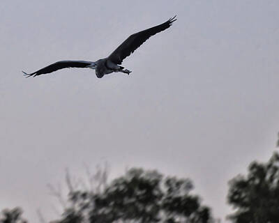 Christmas Christopher And Amanda Elwell - Great Blue Heron in flight by Flees Photos