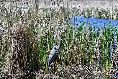 The Who - Great Blue Heron in Wetlands by Marie Debs
