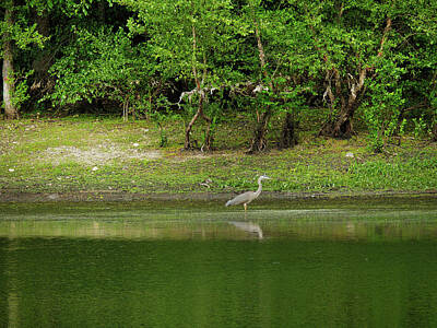 Kim Fearheiley Photography Royalty Free Images - Great Blue Heron on Wenham Lake Royalty-Free Image by Scott Hufford