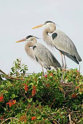 Lori A Cash Royalty-Free and Rights-Managed Images - Great Blue Heron Pair by Lori A Cash