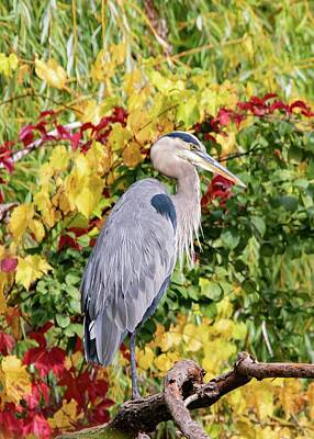 Little Mosters - Great Blue Heron Portrait Fall by Marlin and Laura Hum